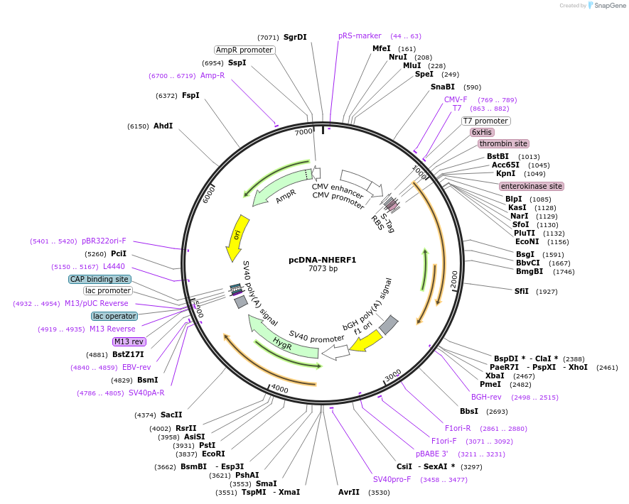 31650-plasmid-map-sequence-id-38668