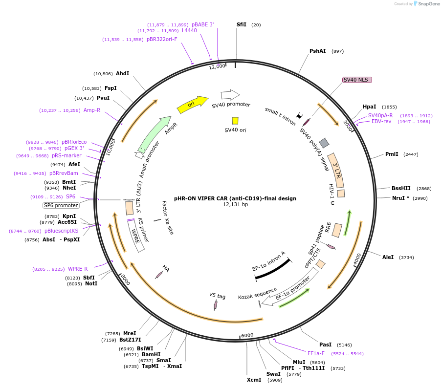 192117-plasmid-map-sequence-id-386683