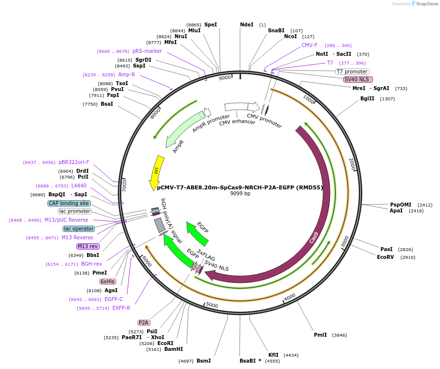 197501-plasmid-map-sequence-id-386690