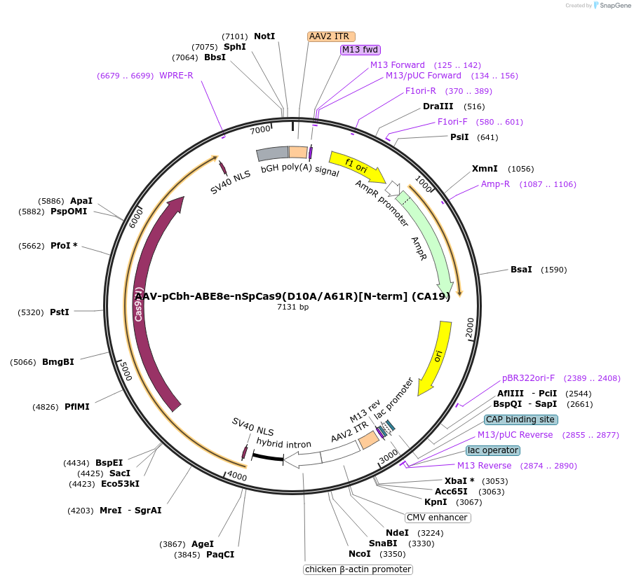 197510-plasmid-map-sequence-id-386692