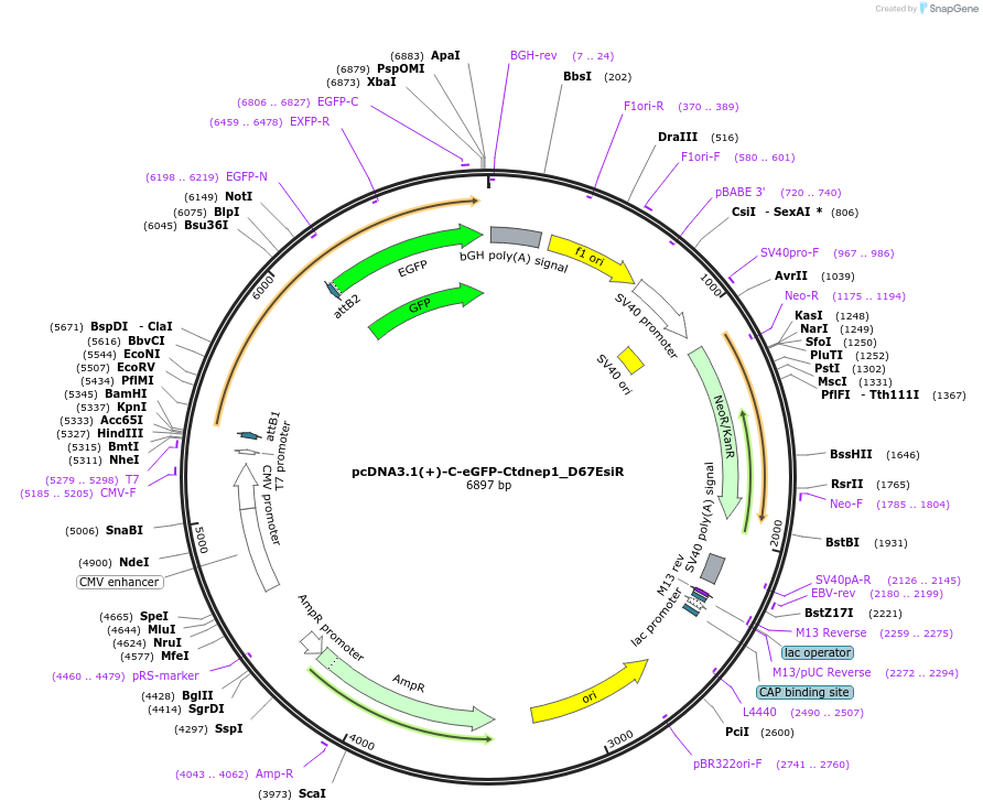 196518-plasmid-map-sequence-id-386700