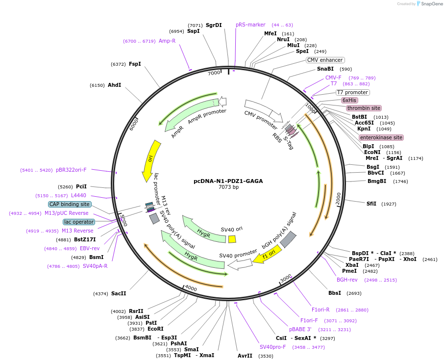 31651-plasmid-map-sequence-id-38673
