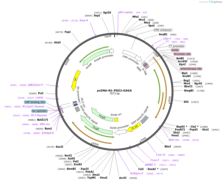 32857-plasmid-map-sequence-id-38674