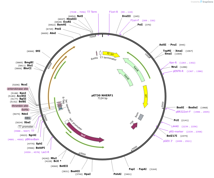32854-plasmid-map-sequence-id-38676