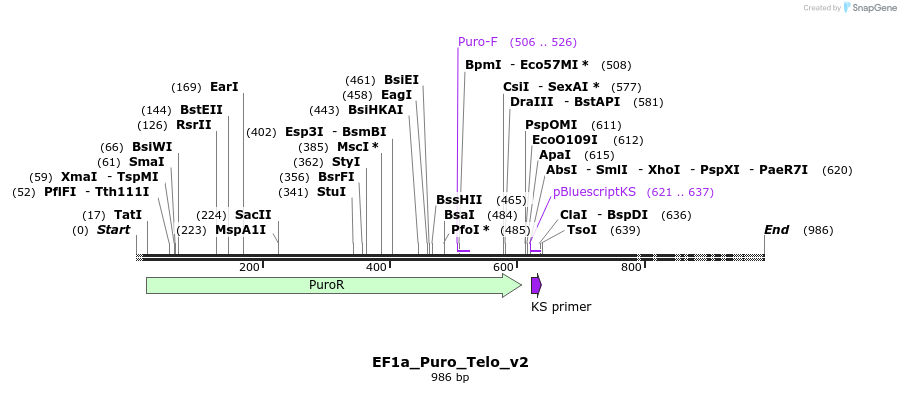 386781_map