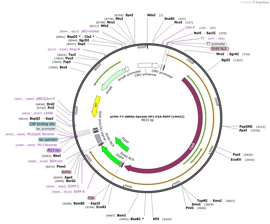 197505-plasmid-map-sequence-id-386783