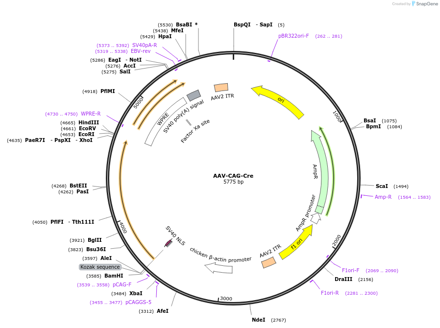 196140-plasmid-map-sequence-id-386784