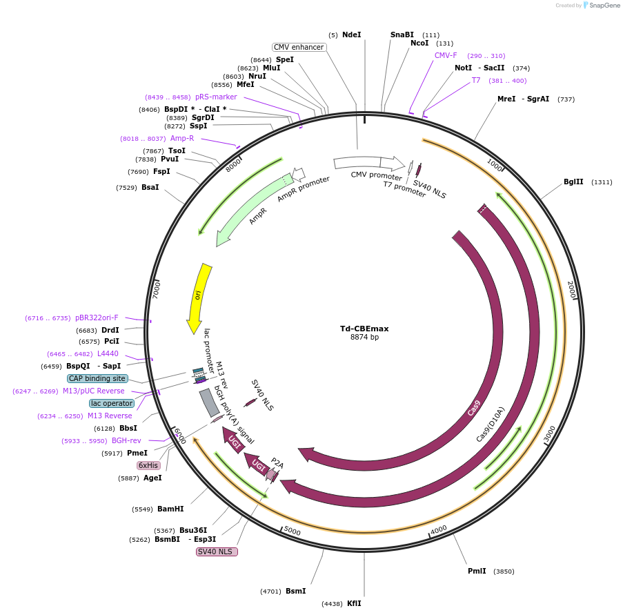 196600-plasmid-map-sequence-id-386793
