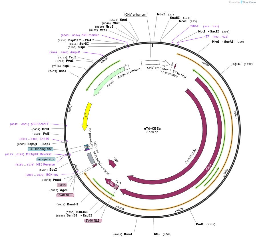 196603-plasmid-map-sequence-id-386796