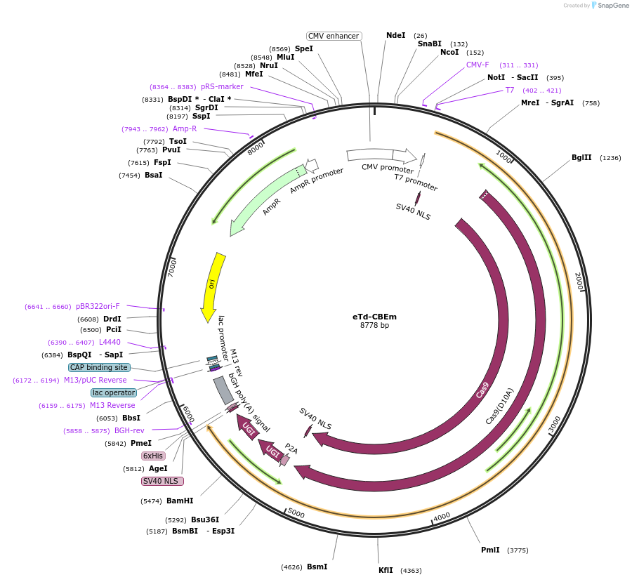 196602-plasmid-map-sequence-id-386797