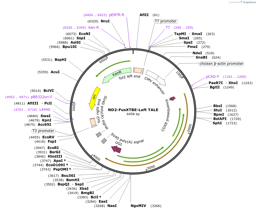 196498-plasmid-map-sequence-id-386805