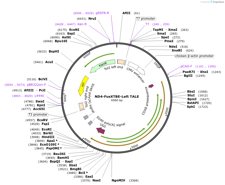 196496-plasmid-map-sequence-id-386807