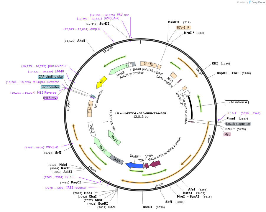 194929-plasmid-map-sequence-id-386815