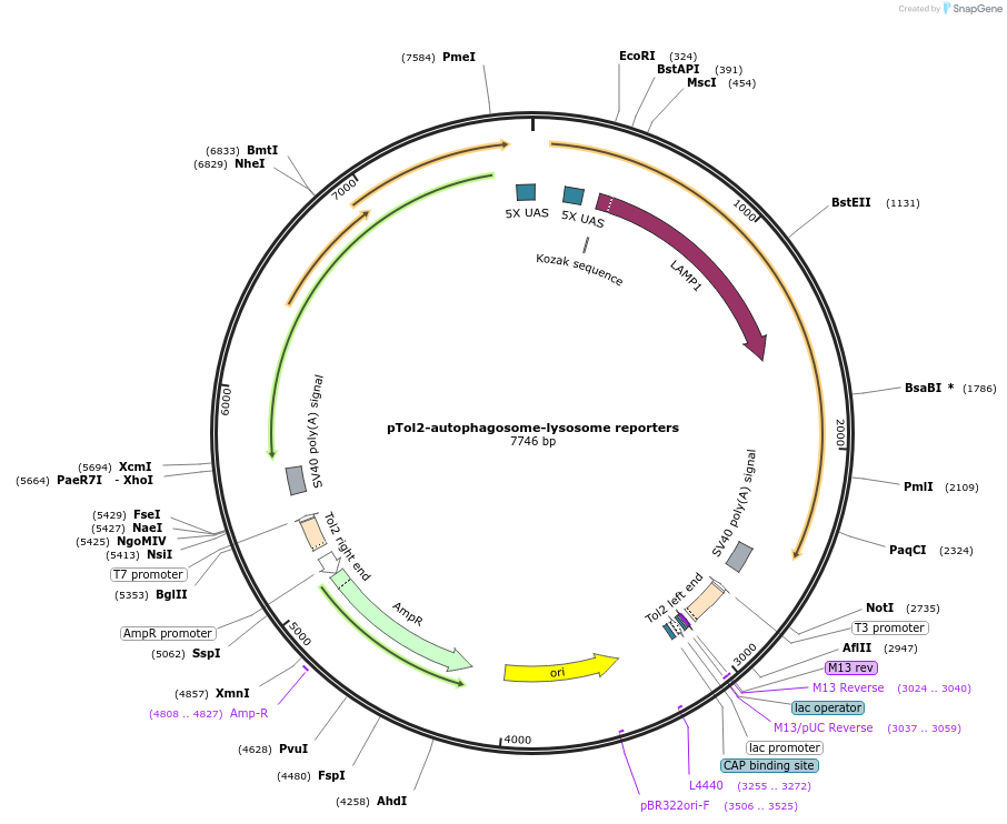 196135-plasmid-map-sequence-id-386834