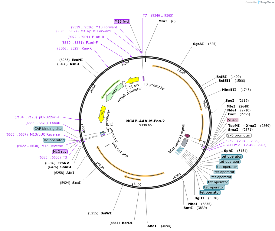 196688-plasmid-map-sequence-id-386840