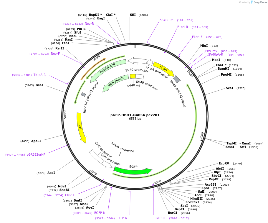 167570-plasmid-map-sequence-id-386841