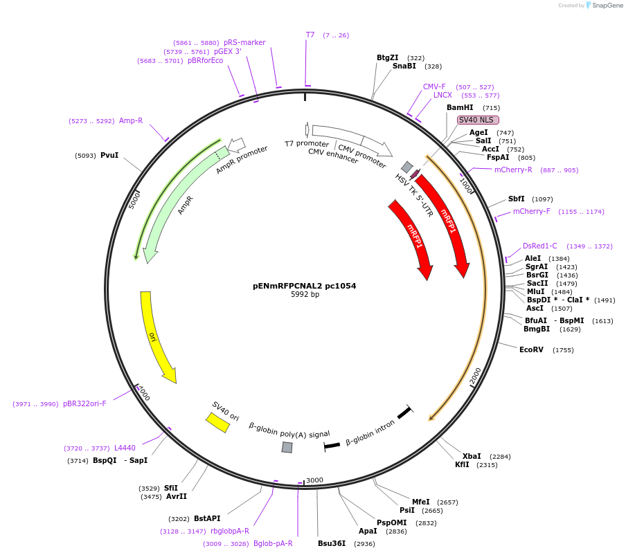 167567-plasmid-map-sequence-id-386843