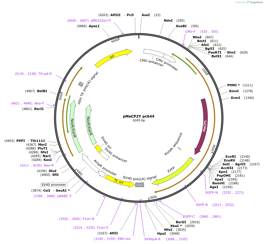 167565-plasmid-map-sequence-id-386847