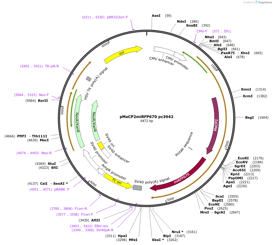 167568-plasmid-map-sequence-id-386849
