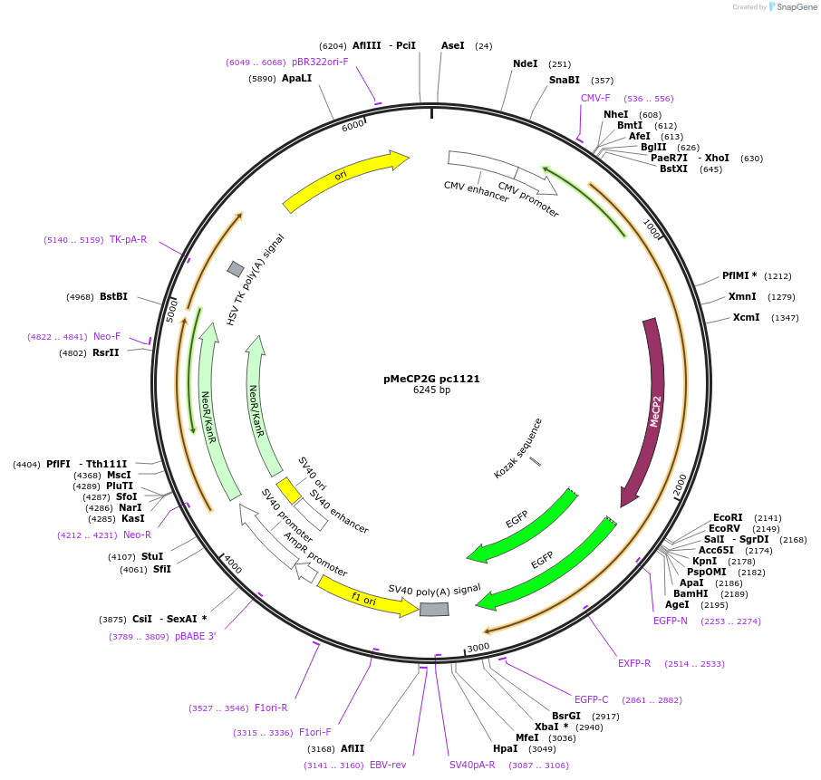 167566-plasmid-map-sequence-id-386850