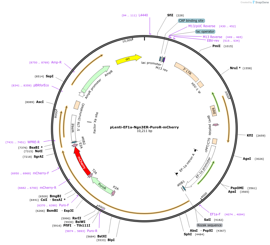 197385-plasmid-map-sequence-id-386851