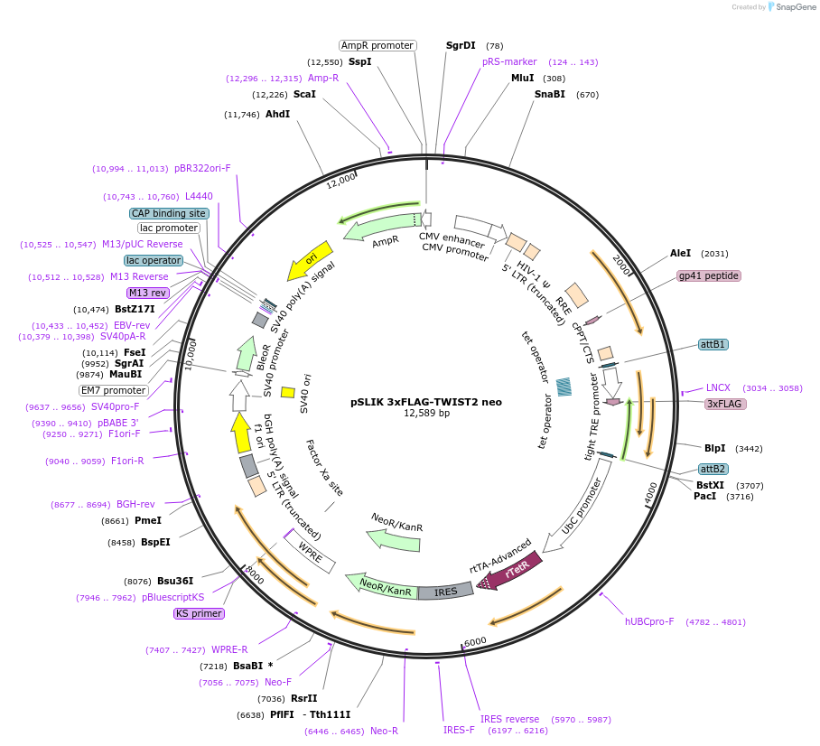 197936-plasmid-map-sequence-id-386853