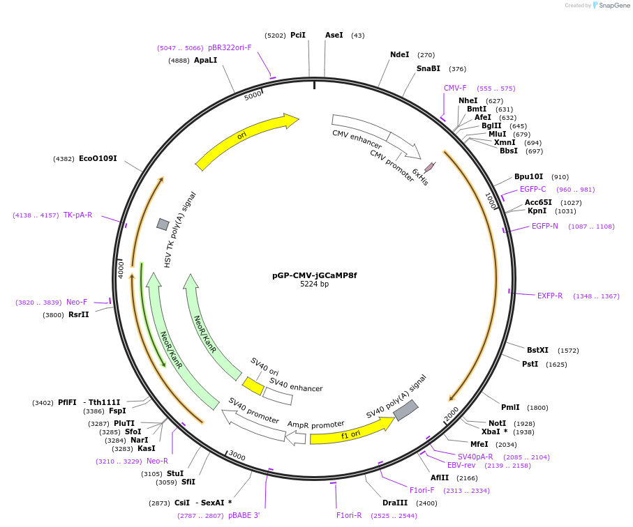 162373-plasmid-map-sequence-id-386858