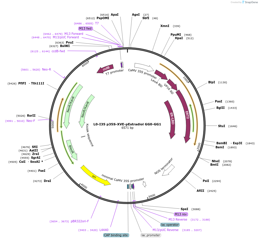 195904-plasmid-map-sequence-id-386881