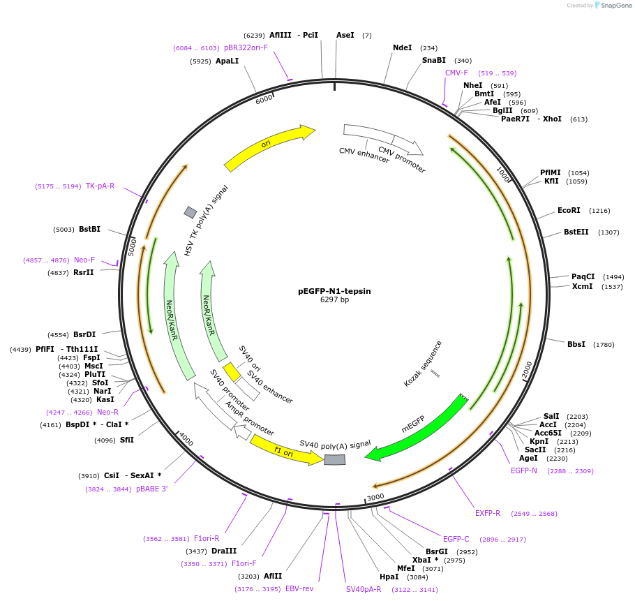 196728-plasmid-map-sequence-id-386942