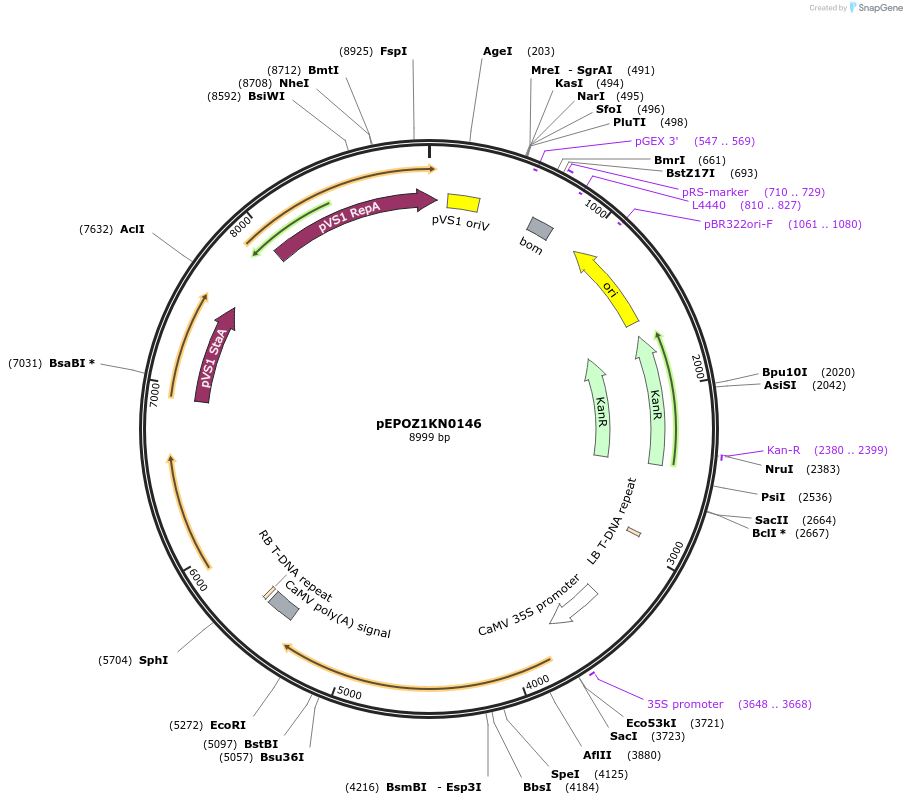 197553-plasmid-map-sequence-id-386957