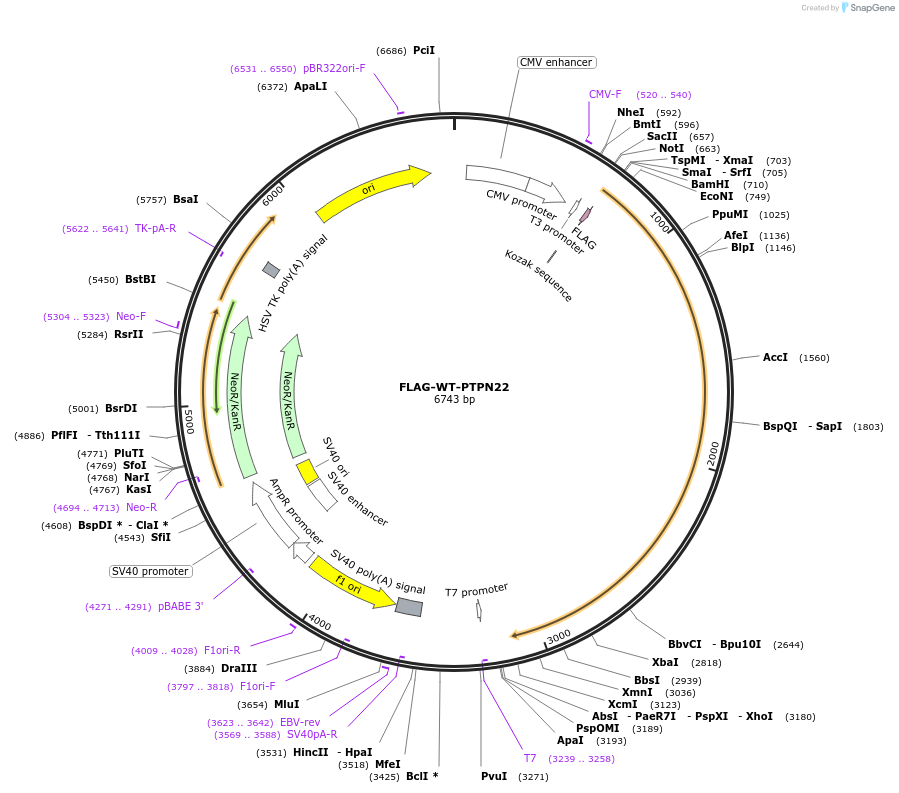 195376-plasmid-map-sequence-id-386961