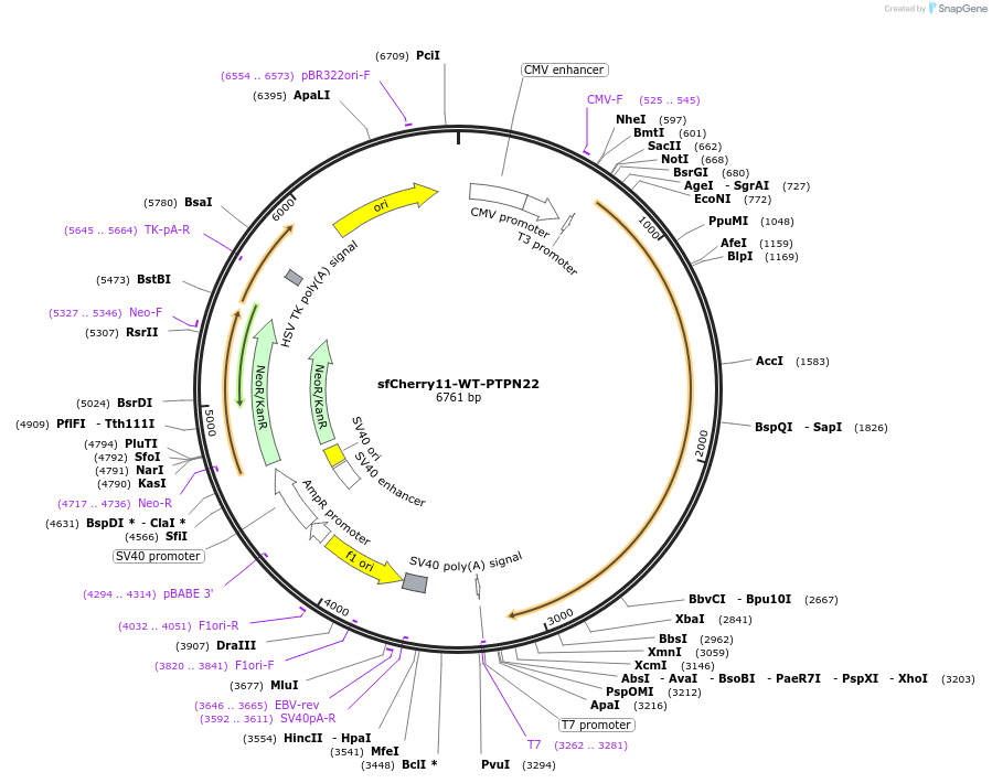 195384-plasmid-map-sequence-id-386968