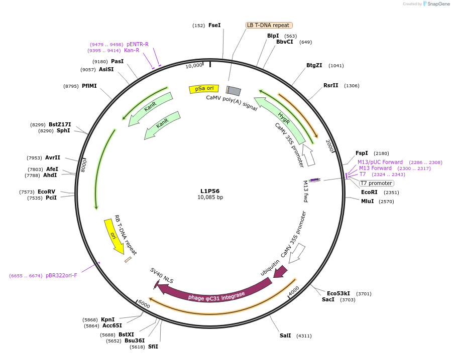 195935-plasmid-map-sequence-id-386971