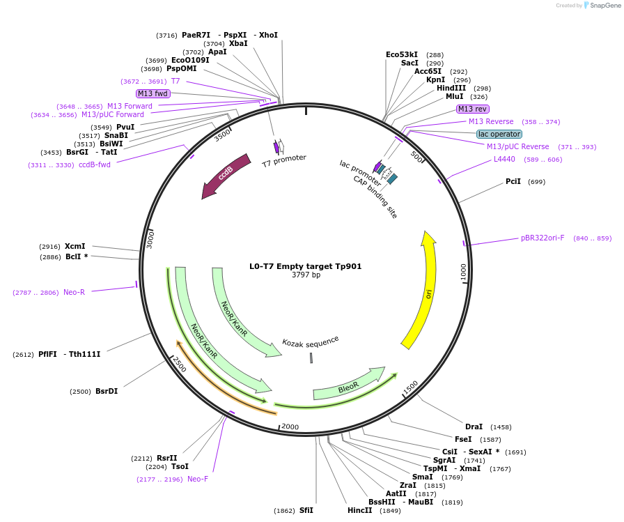 195885-plasmid-map-sequence-id-386977
