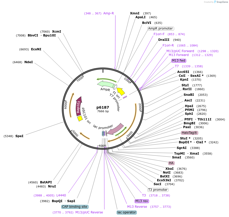 198158-plasmid-map-sequence-id-386978