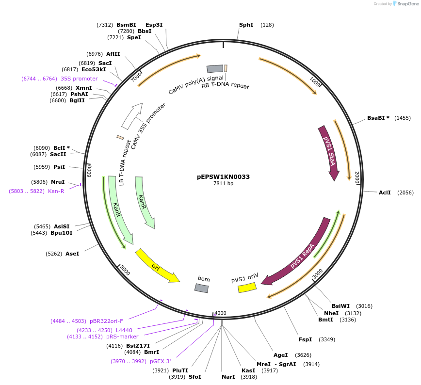 197546-plasmid-map-sequence-id-387005