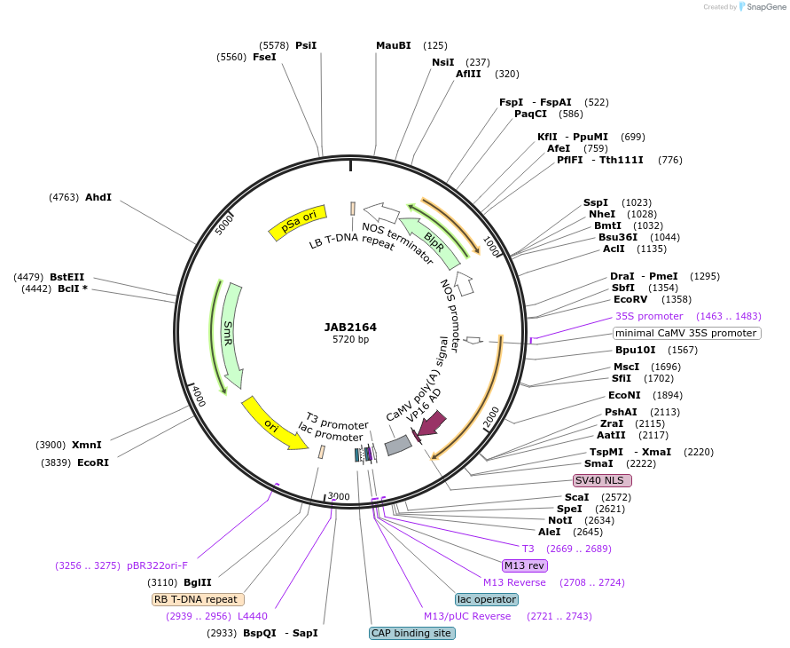 190347-plasmid-map-sequence-id-387027