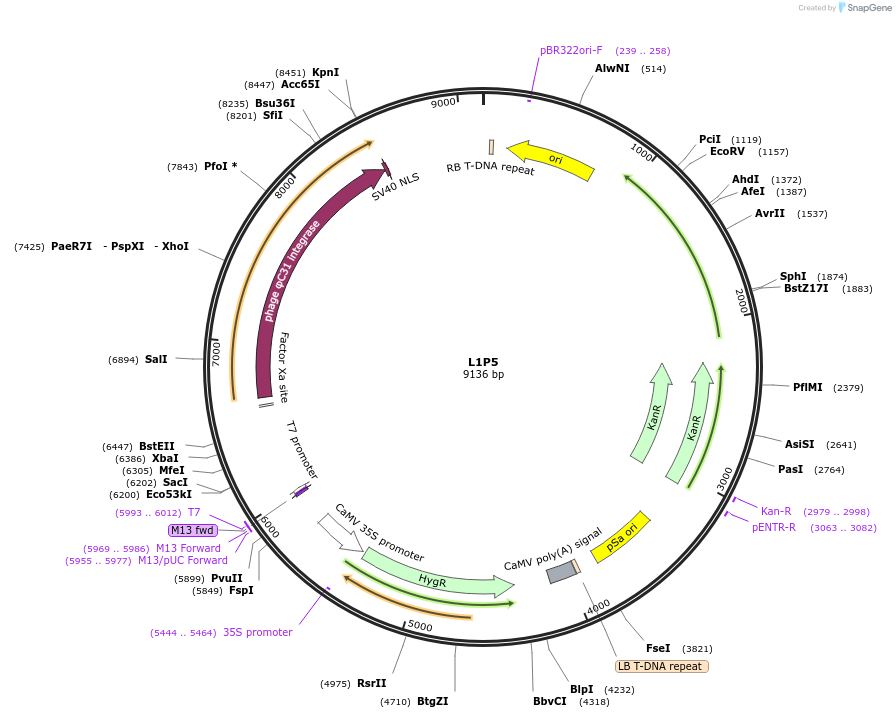 195920-plasmid-map-sequence-id-387030