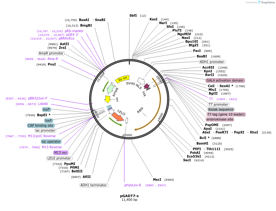 197261-plasmid-map-sequence-id-387043