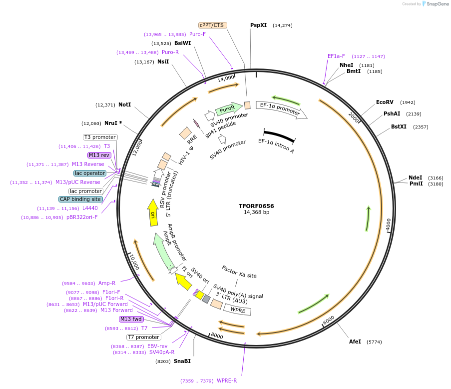 141653-plasmid-map-sequence-id-387044