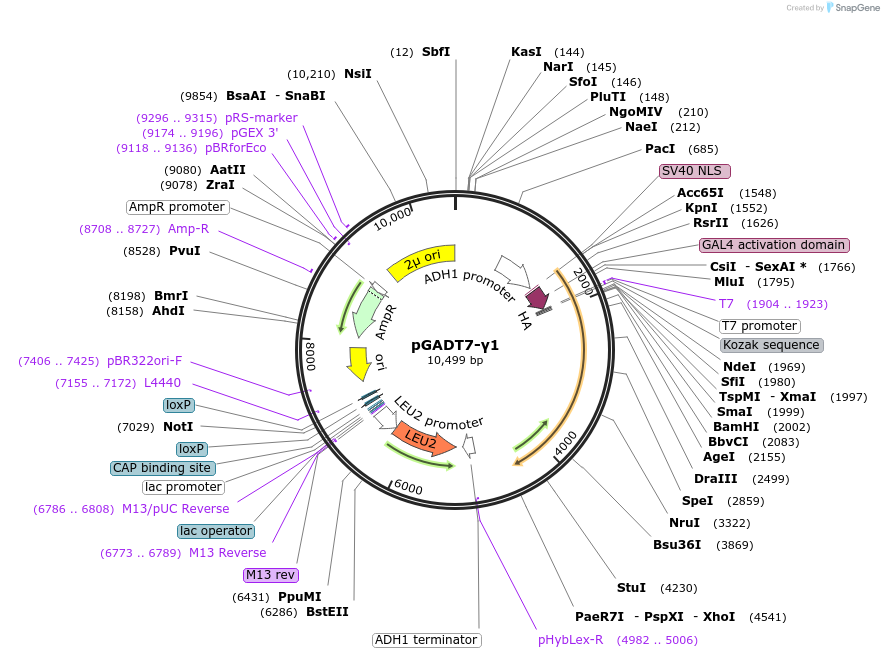 197078-plasmid-map-sequence-id-387046