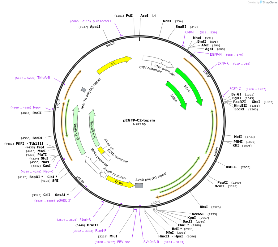 196707-plasmid-map-sequence-id-387049