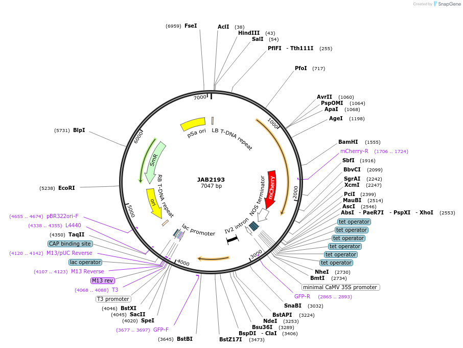190357-plasmid-map-sequence-id-387075