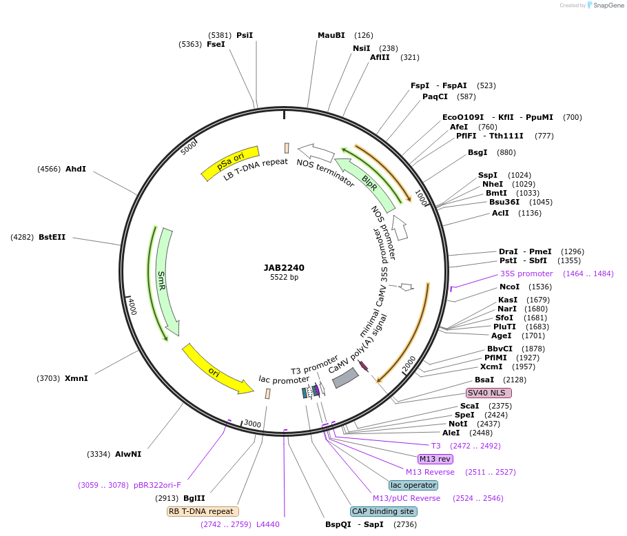 190359-plasmid-map-sequence-id-387076