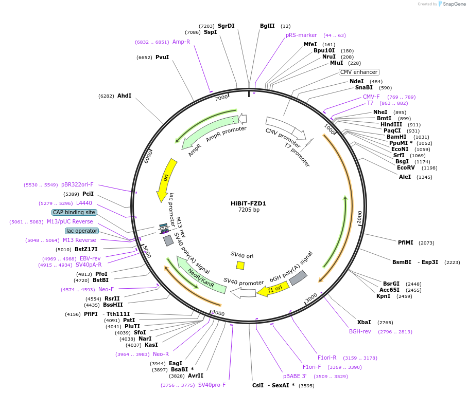 195839-plasmid-map-sequence-id-387077