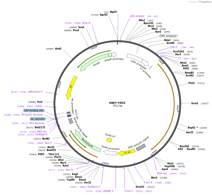 195841-plasmid-map-sequence-id-387087