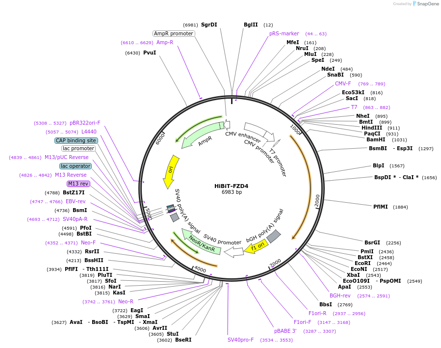 195842-plasmid-map-sequence-id-387088