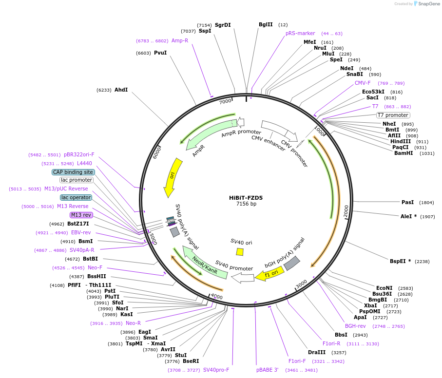 195843-plasmid-map-sequence-id-387089