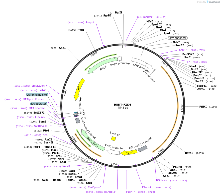 195844-plasmid-map-sequence-id-387091