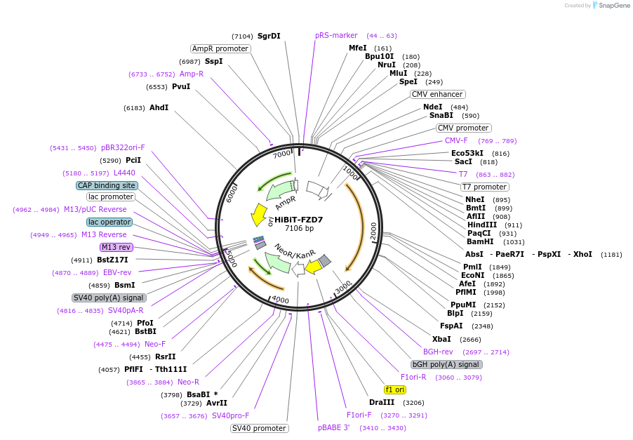 195845-plasmid-map-sequence-id-387092